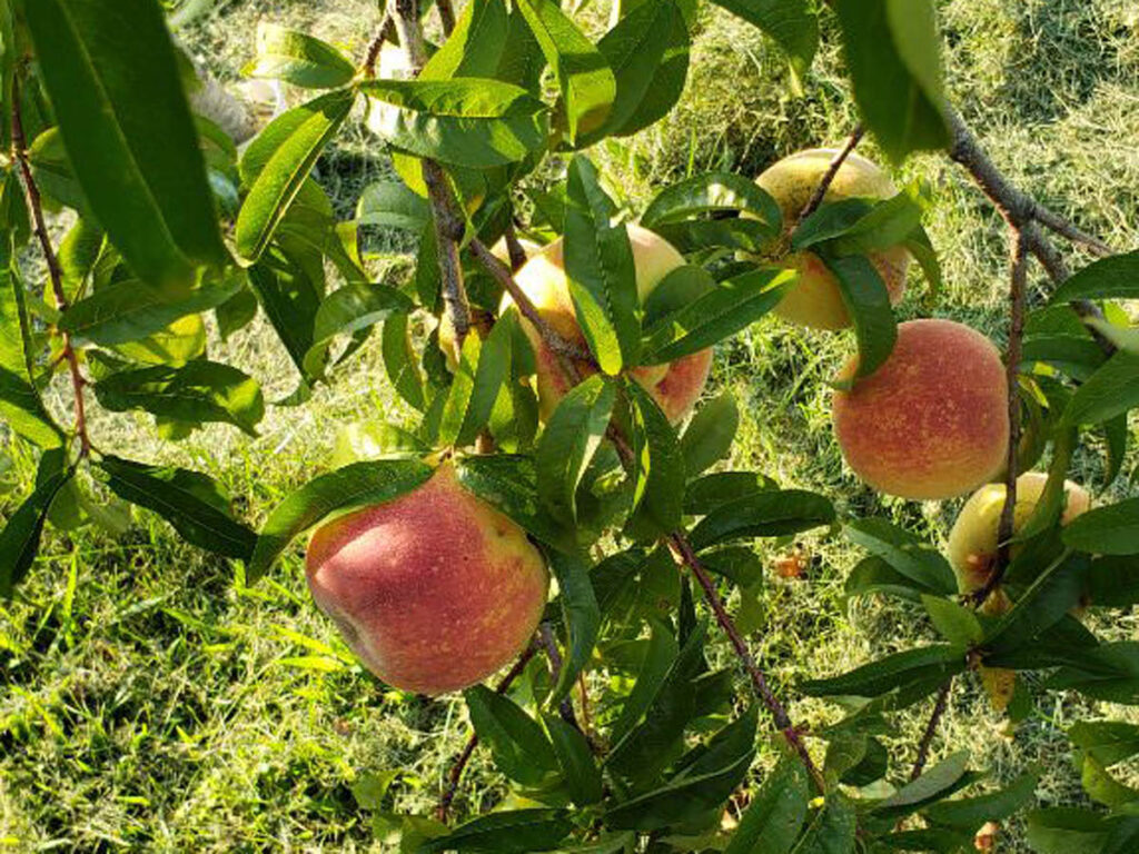 Fresh pieces on a peach tree.